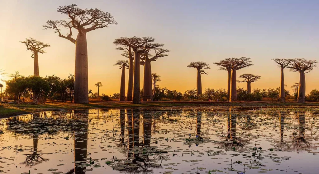 Baobab Allee Madagaskar am Abend