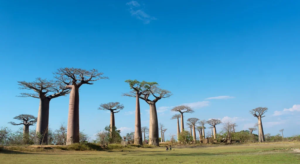 Baobab Allee Tagsüber