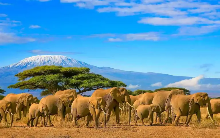 Alt: Elefanten in der afrikanischen Savanne vor dem Kilimandscharo, idealer Reiseführer.