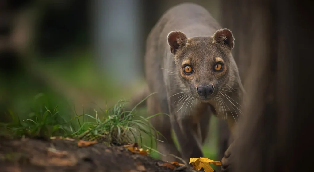 Fossa im Kirindy Reserve