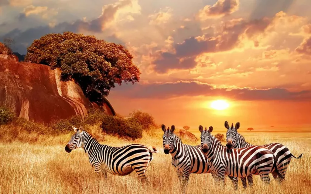 Zebras im Sonnenuntergang