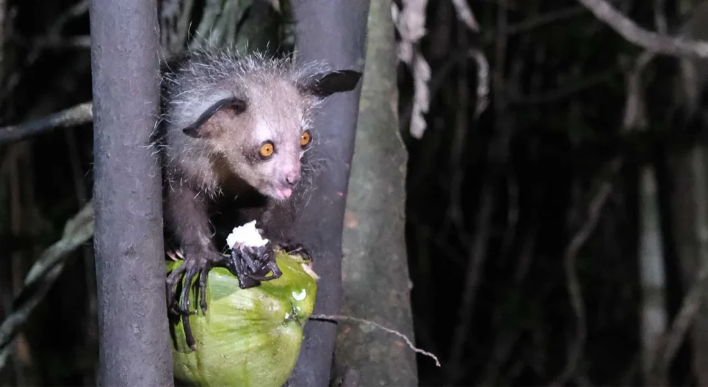 Aye Aye Madagaskar