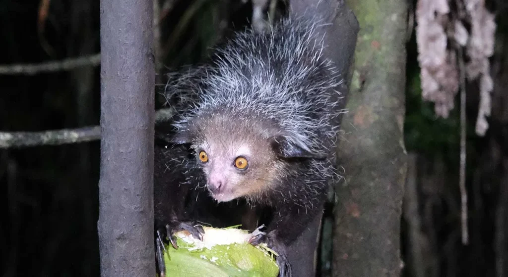 aye aye Madagaskar