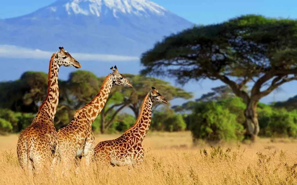 Giraffen vor Kilimanjaro