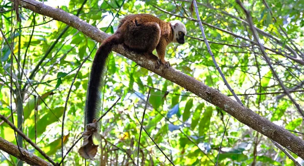 Bambuslemur