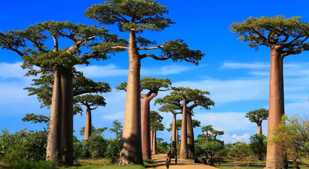 Grundlinie: Atemberaubende Baobab-Bäume im afrikanischen Busch, ideales Reiseziel für Safari- und Naturliebhaber.