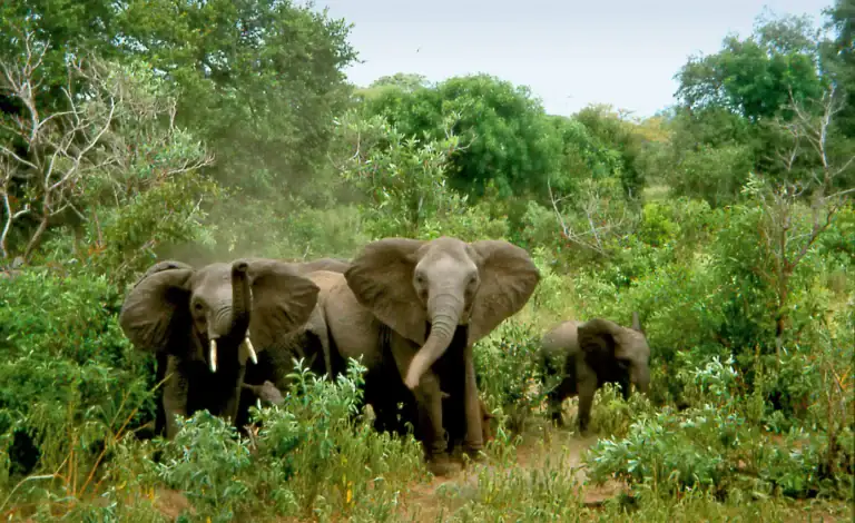 Detailliertes Bild eines Elefantenherden in den afrikanischen Wäldern, ideal für Afrikareise, Safari und Wildlife-Urlaub.