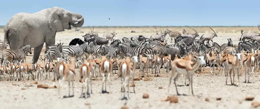 Vogel fliegt über eine Tiere, Elefanten, Zebras, Antilopen, Savanne, Safari in Afrika.