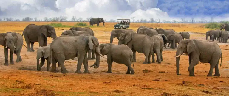 Elefantenherde in Afrika, Safaritour, Tierwelt, Naturerlebnis, Tierbeobachtung in Afrika.