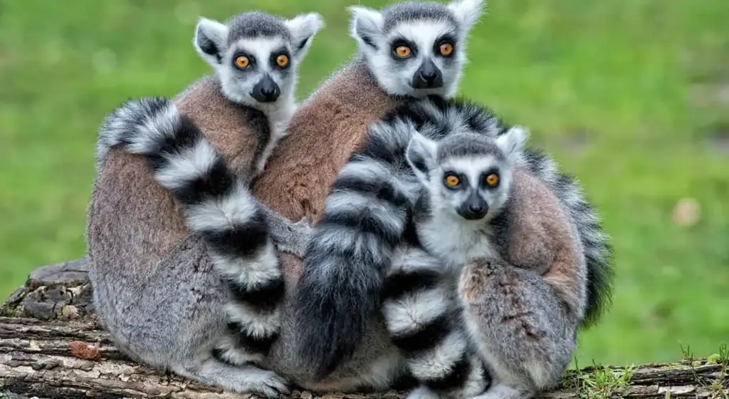 Lemuren in freier Natur, typisch für Madagaskar, lebendiger afrikanischer Tier- und Naturpark.
