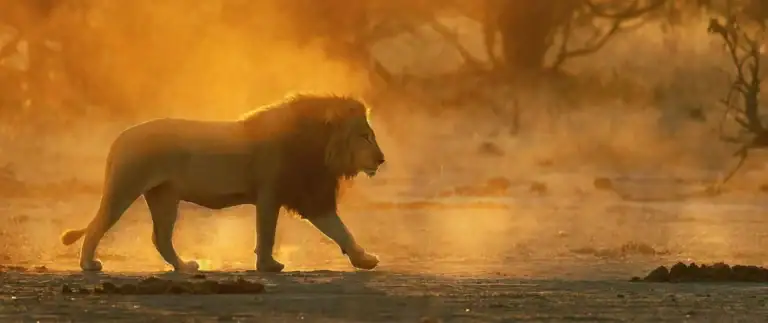 Löwe im Sonnenuntergang in der afrikanischen Savanne, ideal für Safari- und Naturreise in Afrika.