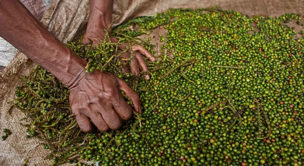 Grüner Pfeffer Madagaskar