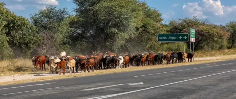 Alt Text: Herd zotteliger Kühe an afrikanischer Straße bei Sonnenlicht, bekannt für Safari und Tierbeobachtung.