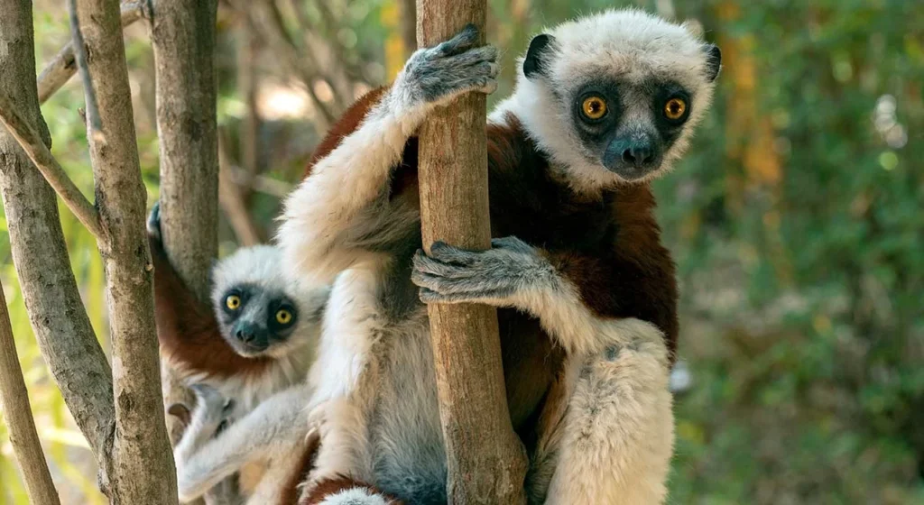 Weisskopf Sifaka in Madagaskar