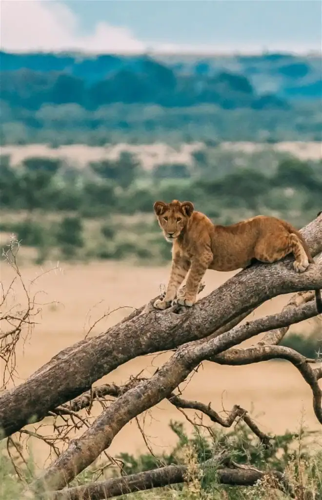 Löwenjunges auf Baum in afrikanischer Savanne, Safari in Afrika, Tierbeobachtung, Wildtiere, Naturre.