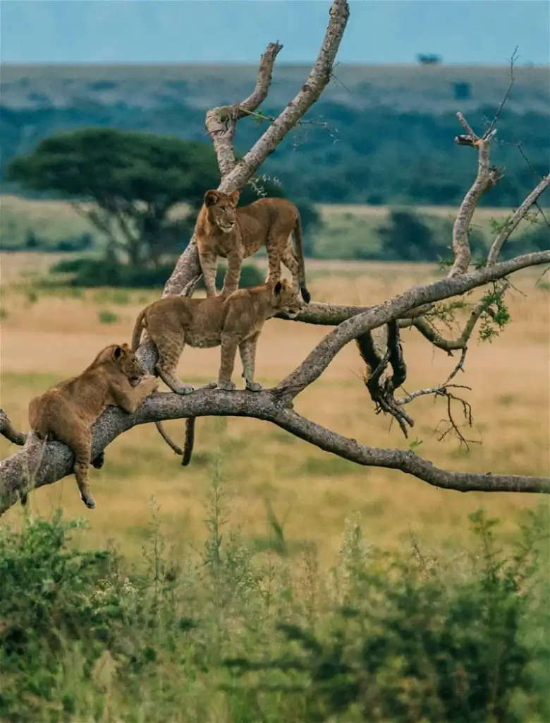 Absolutistische Löwenjunge auf Baum in der afrikanischen Savanne, Safari in Afrika, Tierbeobachtung,.