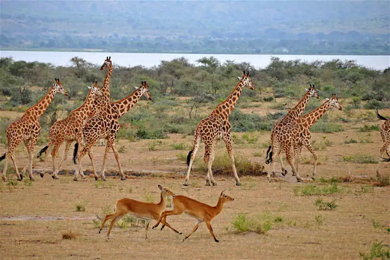 Giraffen und Antilopen in der afrikanischen Savanne, Safari in Afrika, Tierbeobachtung.