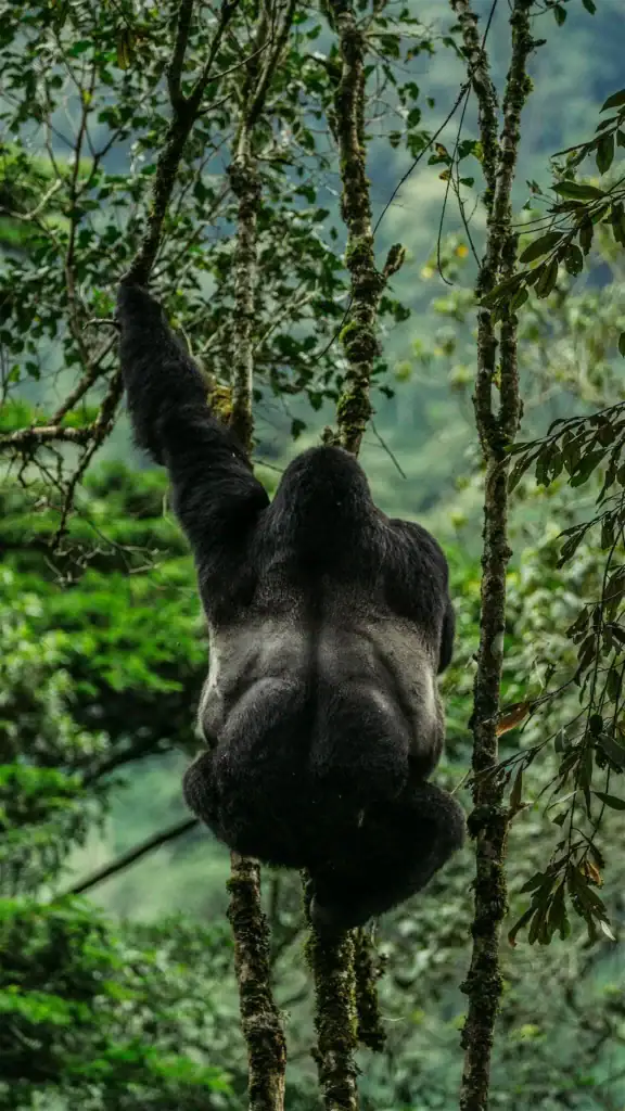 Affen im Regenwald, Afrika, in den Baumkronen, exotische Tierwelt, nachhaltiger Afrika-Urlaub.