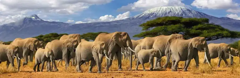 Elefantenherde in der afrikanischen Wildnis mit Mount Kilimanjaro im Hintergrund.