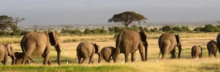 Elefantenherde in Afrika, Tierwelt und Safari-Abenteuer in Kenia oder Tansania.