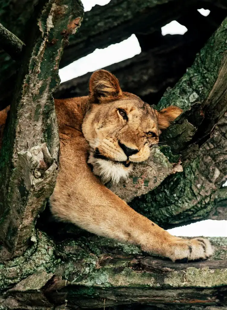 Löwe ruht in Baumkrone, afrikanische Tierwelt, Safari, Natur, Wildtiere, Tierbeobachtung, Afrika-Rei.