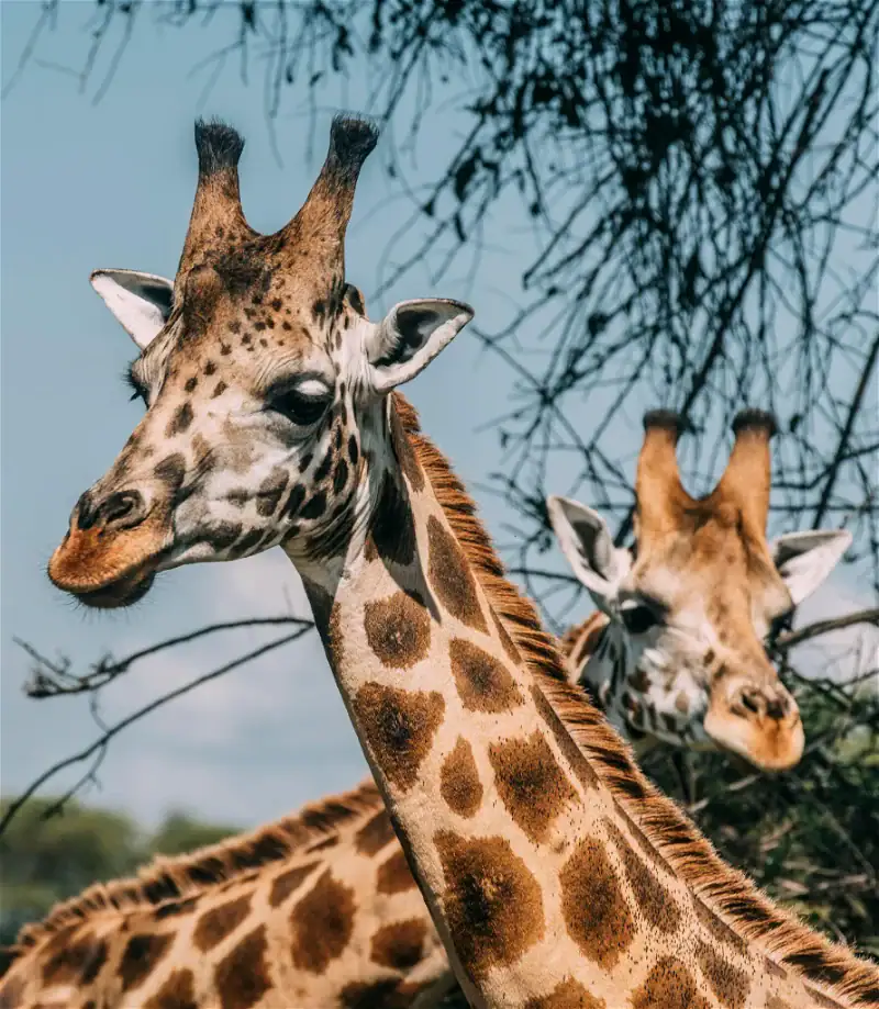 Hirschgiraffe in afrikanischer Savanne, Safari-Reise, Tierbeobachtung, Afrika Natur, exotische Tierw.