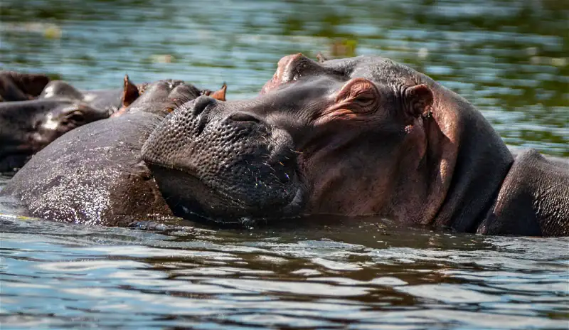 Entzückende Flusspferde beim Schwimmen in afrikanischer Wasserlandschaft.