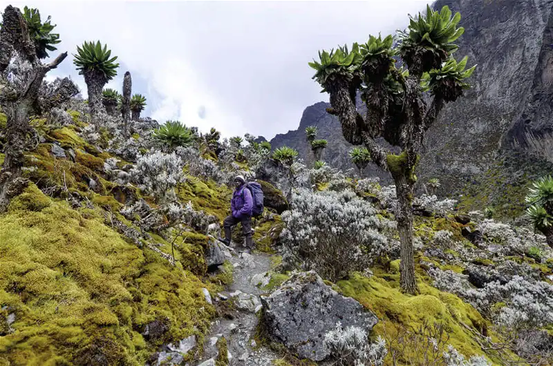 Abenteuerliche Bergwanderung in der afrikanischen Natur, mit einem Wanderer auf einem schmalen Pfad.