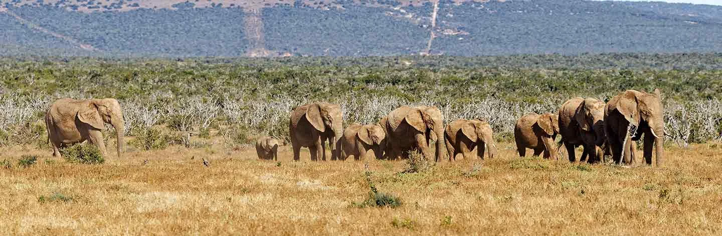 Addo Nationalpark Elefantenherde