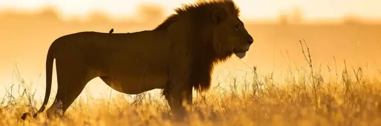 Afrikanischer Löwe in Originalgröße in der Savanne, Sonnenlicht und Wildtiere, Safari Afrika.