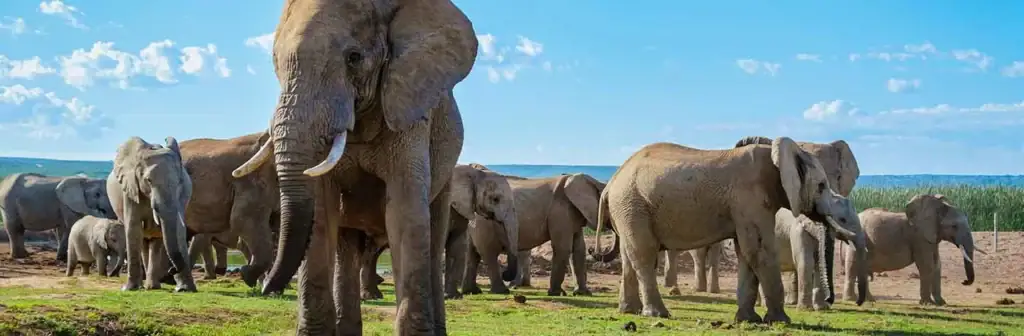 Elefantenherde am Flussufer in Afrika, Wildtiere safarireise.