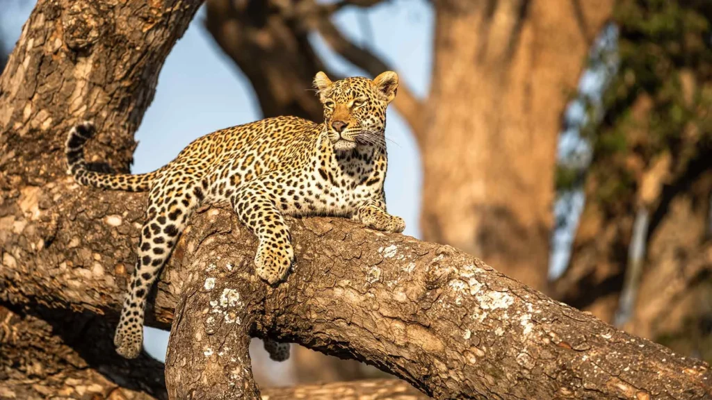 Sabi Sands Leopard