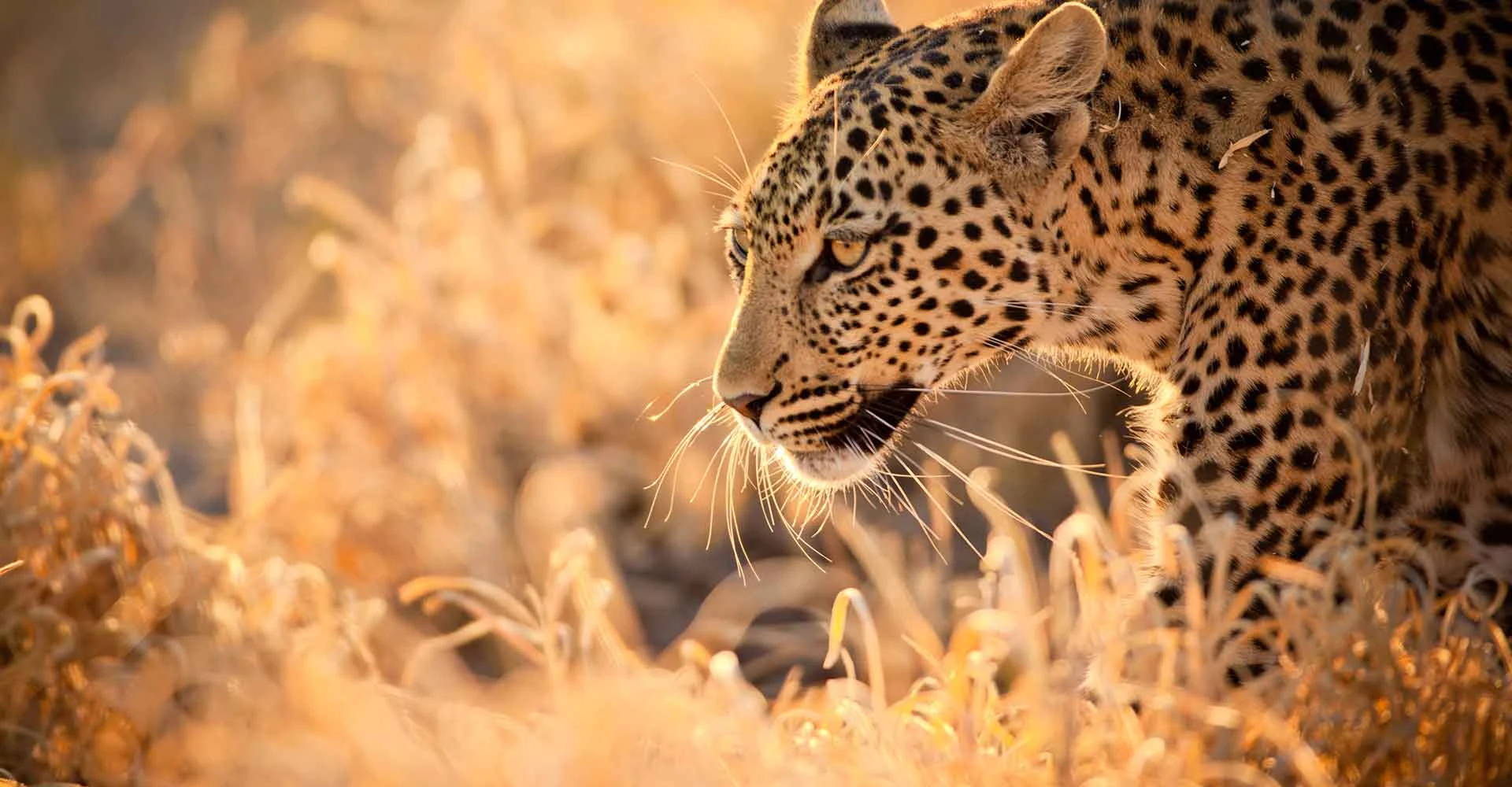 Leopard in Südafrika