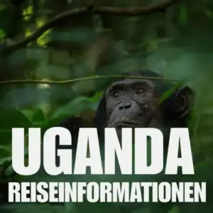 Ein Schimpanse späht durch grünes Laub. Ein großer weißer Text in deutscher Sprache lautet: UGANDA REISEINFORMATIONEN (Uganda-Reiseinformationen).