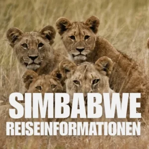 Vier junge Löwen liegen im hohen Gras und blicken in Richtung der Kamera; große weiße Schrift über dem Bild: SIMBABWE REISEINFORMATIONEN.