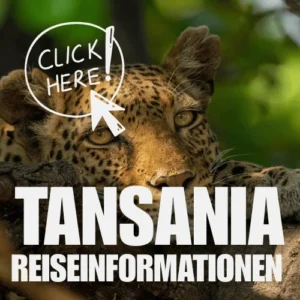 Ein Leopard ruht sich in einem Baum aus und schaut in die Kamera. Der überlagerte Text lautet TANSANIA REISEINFORMATIONEN mit einer Schaltfläche CLICK HERE! und einem Cursorsymbol oben links.