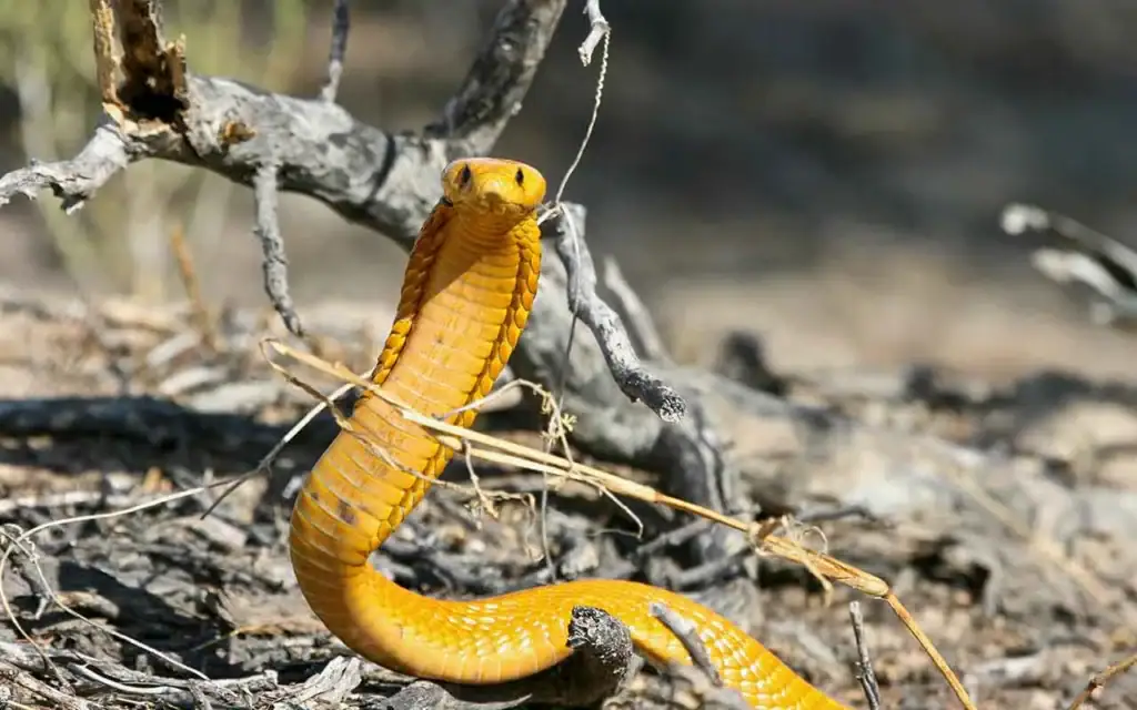 Schlange im australischen Busch, giftiges Reptil in der Natur, Tierwelt, Safari Afrika.