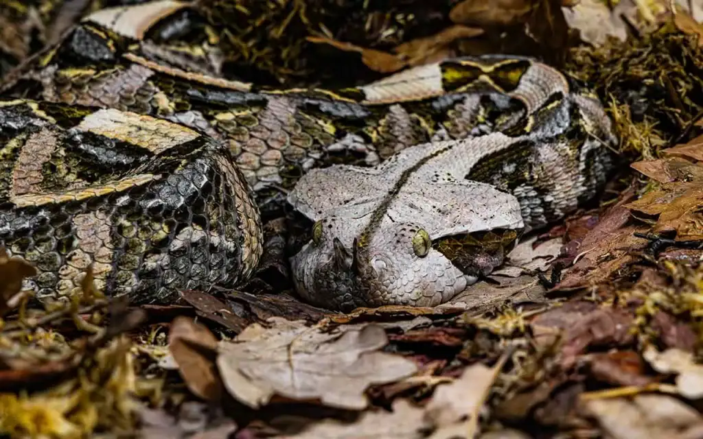 Schöne Waran-Schildkröte auf Laub im afrikanischen Wald.