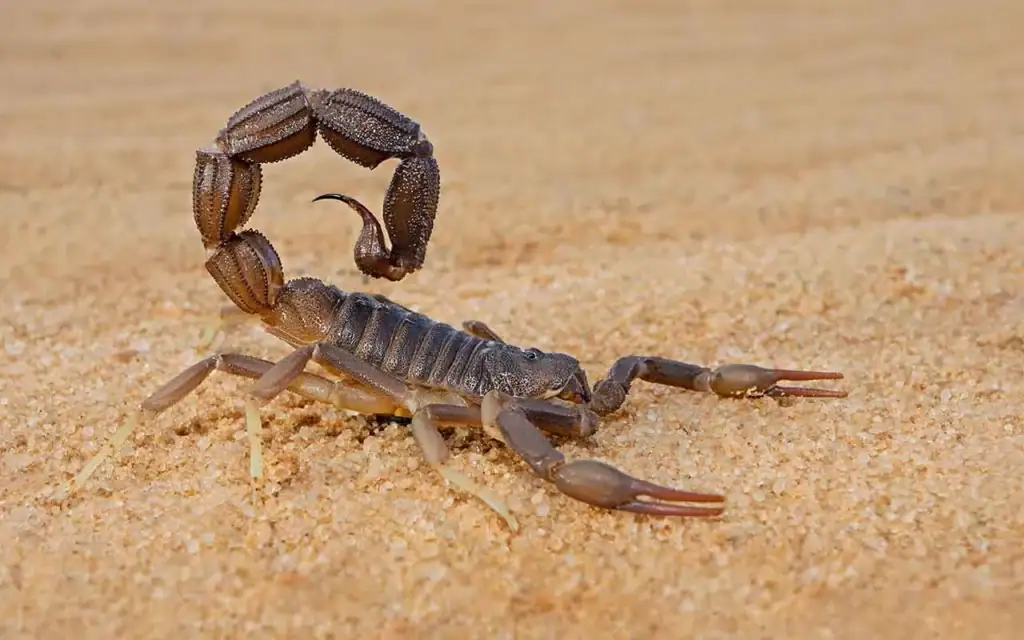 Alt: Nahaufnahme eines Wüstenskorpions auf Sand, Afrika Reiseziel, Wüstentier, Tierfotografie.