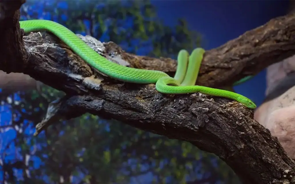 Giftige Schlange auf Ast in afrikanischem Regenwald.