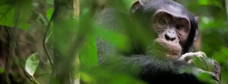 Affe im Dschungel, Tierbeobachtung in Afrika, Tropischer Regenwald.