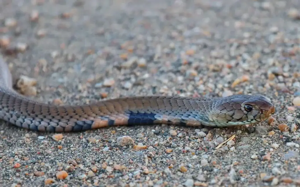 Schlange im Sand, afrikanische Tierwelt, Reptil, Natur, Safari.