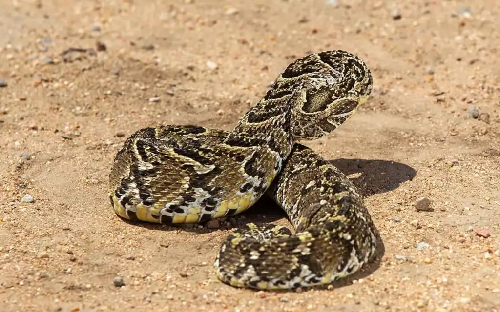 Schlange in der afrikanischen Wüste, Reptil-Liebhaber, Natur und Wildtiere Afrika.