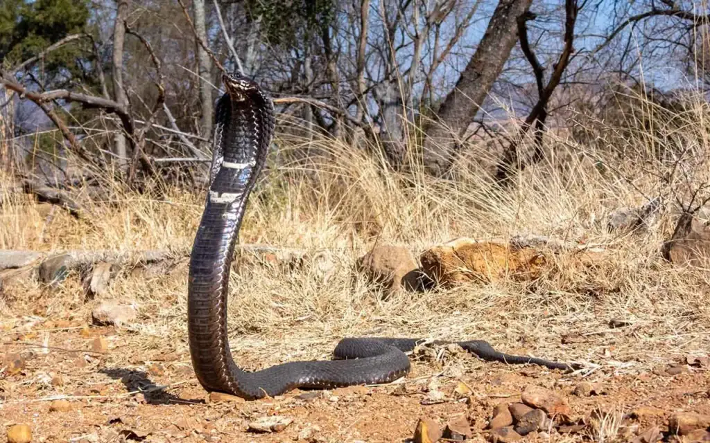 Schlange im trockenen Gras der afrikanischen Natur, Safari-Afrika-Reise, exotische Tierwelt.