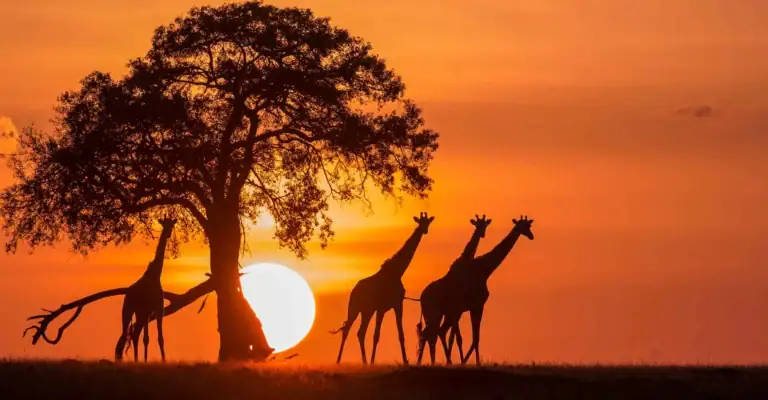 Sonnenuntergang in Afrika mit Giraffen und Akazienbaum, beeindruckende Tier- und Naturerlebnis.