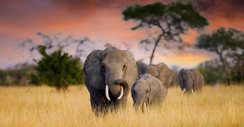 Elefantenherde in kenianischer Savanne, afrikanische Tierwelt, Safari Afrika.