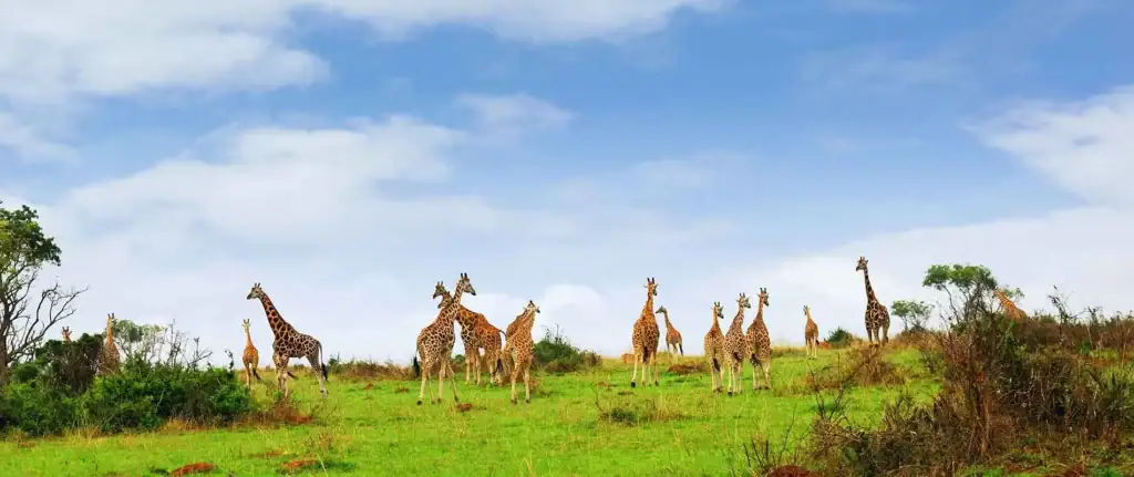 Giraffen in der afrikanischen Savanne, Tierwelt, Natur, Tierbeobachtung, Reisesouvenir.
