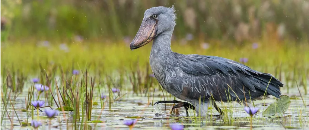 Ein Stirnlappenbärtiger Schilfpfeifer im Sumpfgebiet Afrikas, umgeben von Lilafinsen und Wasserpflanzen. Perfekt für Afrika-Reise und Wildlife-Entdeckungen.