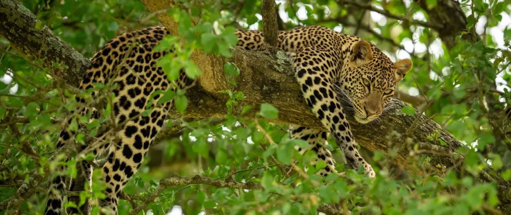 Leopard auf Ast, Tierbeobachtung im safaripark.