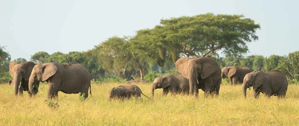 Afrikanische Elefanten in freier Wildbahn, Great Migration in Afrika, Safari Erlebnis.